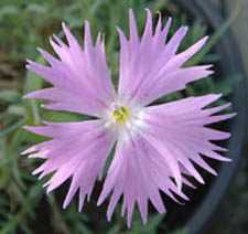 Dianthus stenbergii
